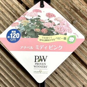 PW Aix ~fBsN 3.5 PVPbԖ04-PA