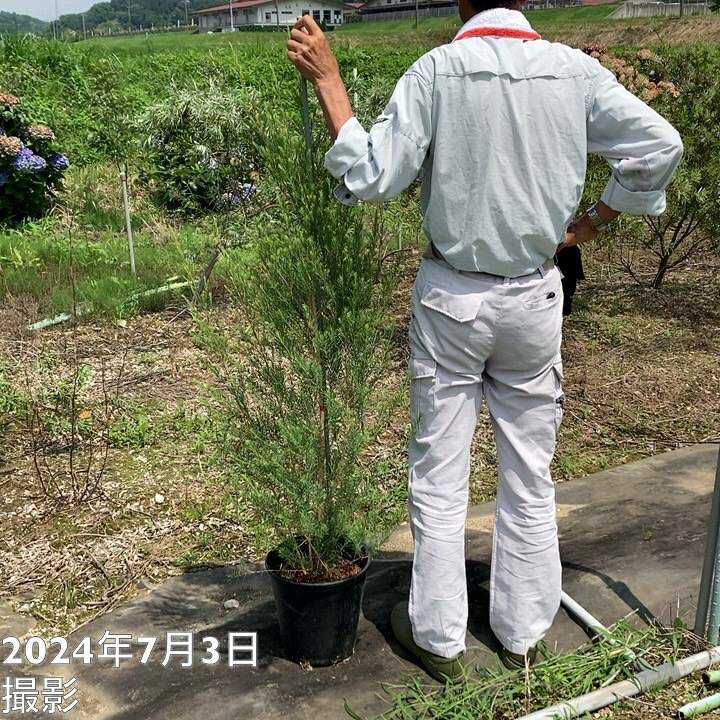 楽天市場】【数量限定】メラレウカ メディカルティーツリー 8号 ※お 