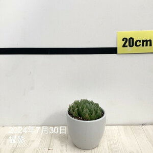 nI`A 3 Emerald LEDm3-14n픫dlbϗt02-D2