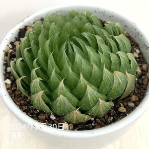 nI`A 3.5 Emerald LEDm3-14n픫dlbϗt02-D2