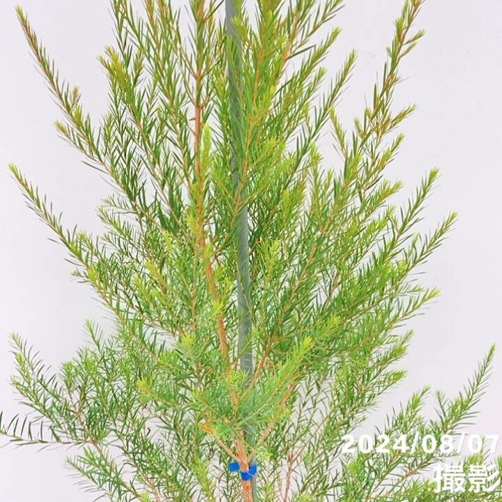 楽天市場】【数量限定】メラレウカ メディカルティーツリー 8号 ※お 
