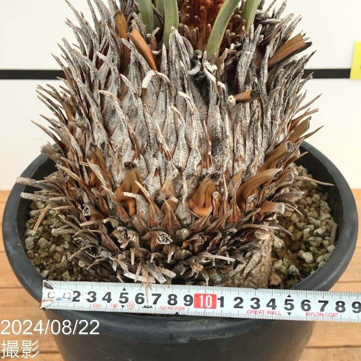楽天市場】【激レア！現品お届け】サイカス カイルンシアナ（ブルー 