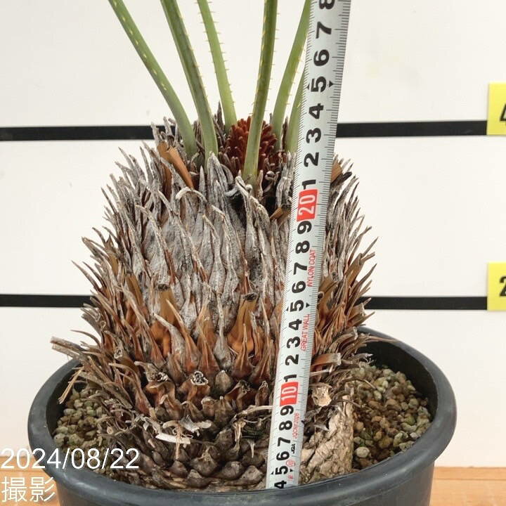 楽天市場】【激レア！現品お届け】サイカス カイルンシアナ（ブルー 