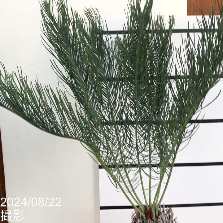 楽天市場】【激レア！現品お届け】サイカス カイルンシアナ（ブルー 