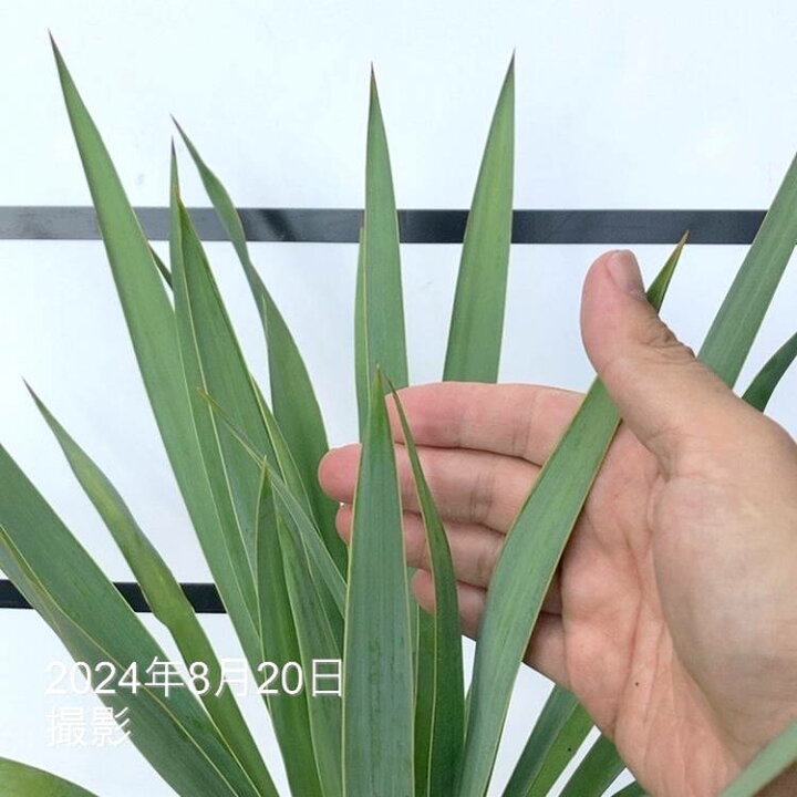 楽天市場】ユッカ 6号 シルバーアニバーサリー（Yucca Silver 