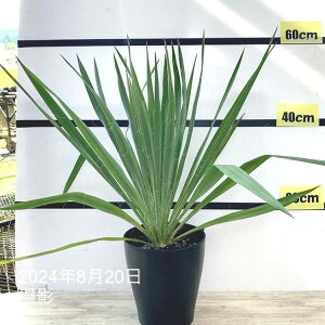 bJ 6 NrtHAiYucca recurvifolia pendulajbԖ01-D1