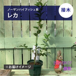 ブルーベリー ノーザンハイブッシュ系 レカ(接木苗)4.5〜5号|果樹04-PA