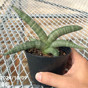 TXxA 3.5 AC[ Aiyaraiqjvbϗt02-D2