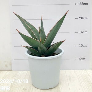 TXxA 4 sML Ydlbϗt02-D2