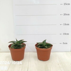 TXxA 2.5 umX 2Zbgbϗt02-D2