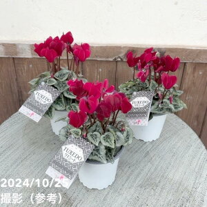 K[fVN ^LV[h TUXEDO 3×3Zbgb04-PA