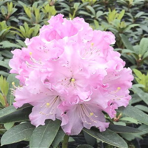 VNiQ X[p[[fB[ 6 pgVAbԖ01-D1