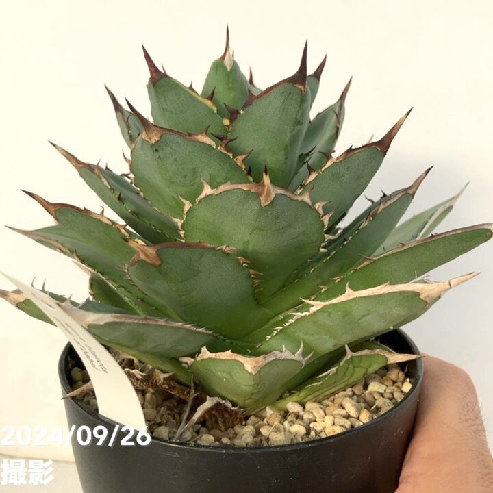 楽天市場】【現品お届け】アガベ 4号 チタノタ タワーオブバベル Agave 