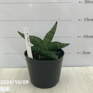 TXxA 3.5 X^[~[ Hyb-1iqjvbϗt02-D2