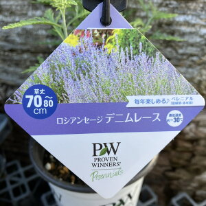 PW VAZ[W fj[X 11cmO|bg×2Zbgb04-PA