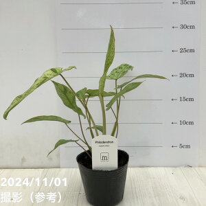 tBfh p\CFfip\Cxfj  Philodendron paraisoverdes 3bϗt10-TU