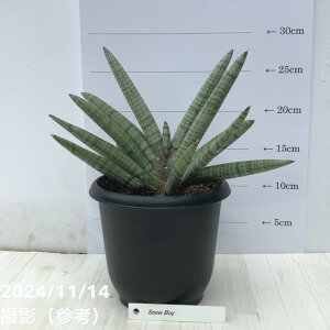 TXxA 5 Xm[{[C Snow Boy vbϗt02-D2