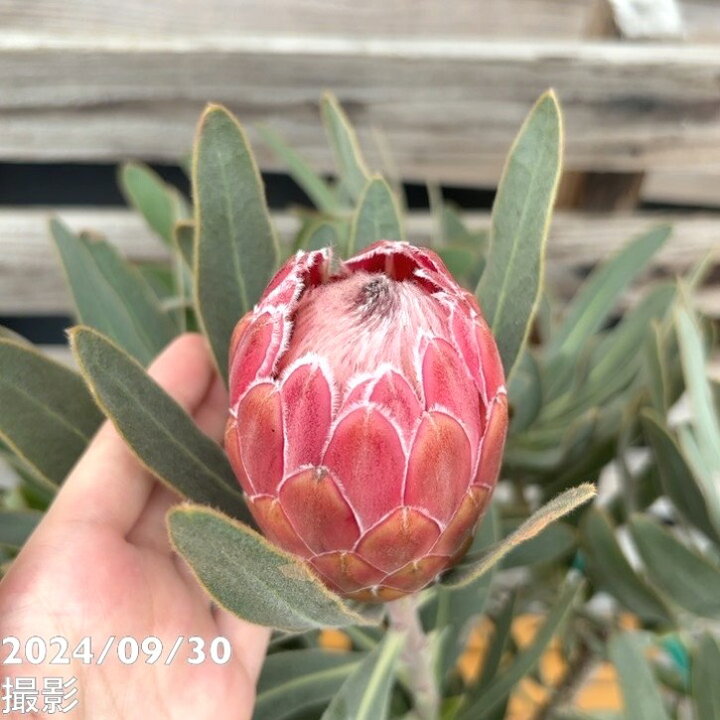 楽天市場】【現品お届け】プロテア スペシャルピンクアイス（7花付き 