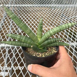 TXxA 3.5 sN{Z #2 Pink bonsel #2iqjvbϗt02-D2