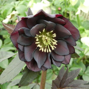 NX}X[Y ɐ݂ 3.5 ΁bR01-D1