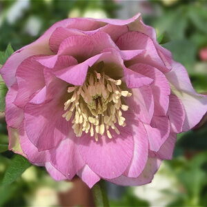 NX}X[Y ɐ݂ 3.5 _ybR01-D1