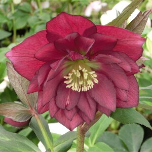 NX}X[Y ɐ݂ 3.5 bR01-D1