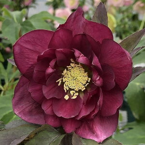 NX}X[Y ɐ݂ 3.5 gtbR01-D1