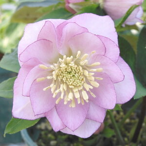 NX}X[Y ɐ݂ 3.5 tbR01-D1