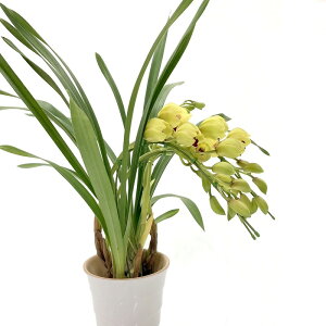 e[uVrW[ F 3{A[` u[[r[ gS[hbVh 5 ͂10xꍇ܂Bbm10-SA