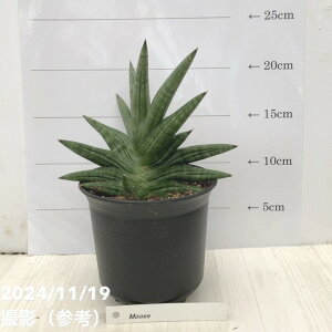 TXxA 4 [X Moose vbϗt02-D2