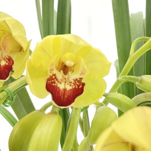 e[uVrW[ F 2{A[` u[[r[ gS[hbVh 5 ͂10xꍇ܂Bbm10-SA