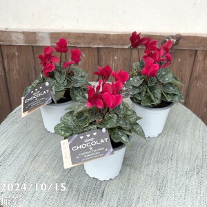 K[fVN VR Chocolat 3×3Zbgb04-PA