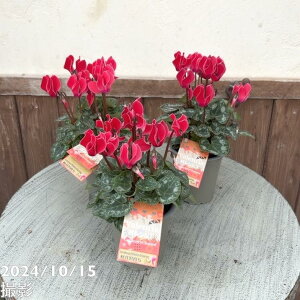 K[fVN oVA 3×3Zbgb04-PA