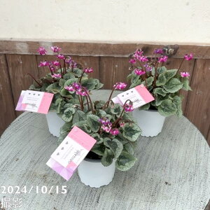 K[fVN IK~ ORIGAMI 3×3Zbgb04-PA