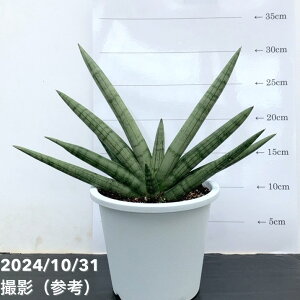 TXxA 5 Vo[NE Silver Crown vbϗt02-D2