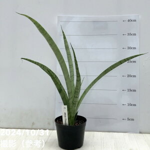 TXxA 3.5 zCgpCibviqjbϗt02-D2