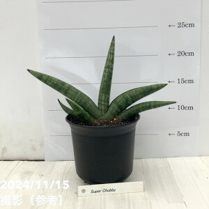 TXxA 4 X[p[ `r[ Super Chubbyiqjbϗt02-D2