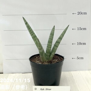 TXxA 3.5 nCubhVo[ Hyb.Silveriqjbϗt02-D2