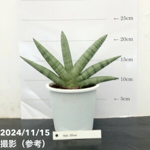 TXxA 4 nCubhVo[ Hyb.Silverbϗt02-D2