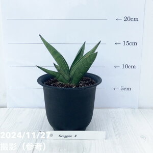 TXxA 3.5 hbK[X Draggae X vbϗt02-D2