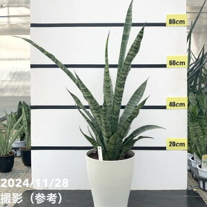 y3zTXxA 7 [jJnCubhbϗt02-D2