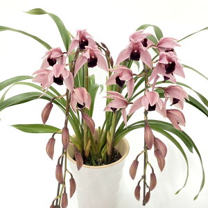 e[uVrW[ ~Ix[ 2{A[` 5 ͂10xꍇ܂Bbm10-SA