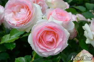 oڕc sG[ hD T[ 6 o|bs200bԖ04-PA