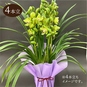 VrW[ O[n 6 4{ Mtgdlbm04-PA