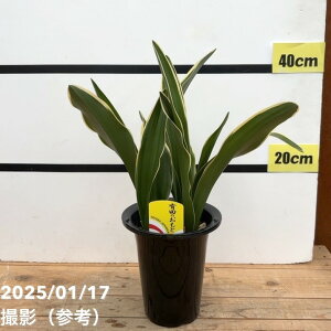 NiIgj5.5 Lĉ sbϗt10-TU