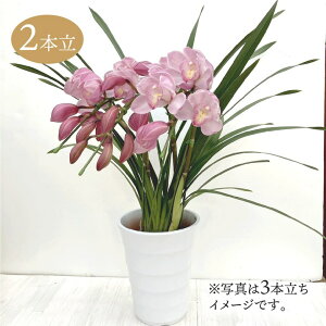 e[uVrW[ sNn 2{A[` 5 ͂10xꍇ܂Bbm10-SA