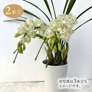 e[uVrW[ n 2{A[` 5 ͂10xꍇ܂Bbm10-SA