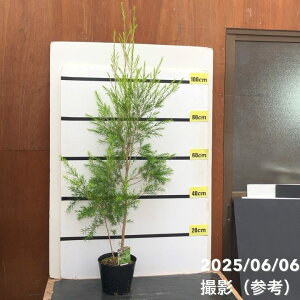 メラレウカ レボリューション グリーン 6号大株 ※お届けに10日程度かかる場合がございます。|s200|花木10-TN