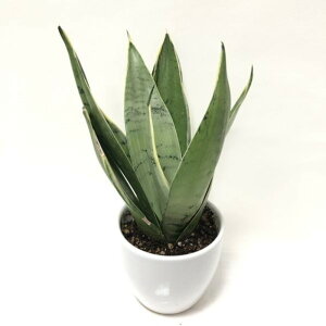 TXxA 3.5 O[nj[ 픫dlbϗt02-D2