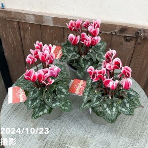 K[fVN VCbh SHINERED 3×3Zbgb04-PA